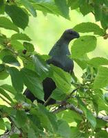 Japanese Wood Pigeon » Columba janthina