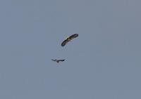 Steppe Eagle & White-tailed Eagle