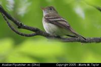 Acadian Flycatcher - Ohio