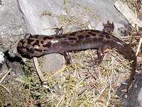 : Dicamptodon tenebrosus; Pacific Giant Salamander