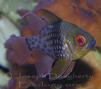 : Sphaeramia nematoptera; Coral Cardinalfish