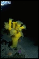 : Dendrophyllia californica; California Cup Coral