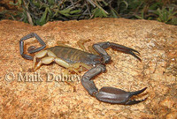 : Hadogenes phyllodes; Flat Rock Scorpion