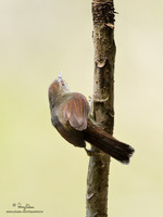 Striped Tit-Babbler (provisional ID) Scientific name - Macronous gularis