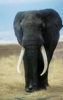 Bull Elephant (Loxodonta africana) Ngorongoro Crater, Tanzania.
