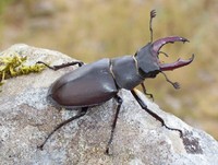 Lucanus cervus - Stag beetle
