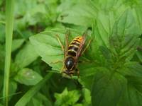 Vespula vulgaris - Common Wasp