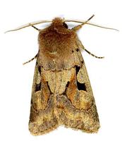 Orthosia gothica - Hebrew Character