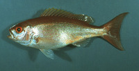 Rhomboplites aurorubens, Vermilion snapper: fisheries