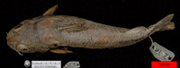 Chrysichthys auratus auratus, : fisheries