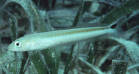 Malacanthus plumieri, Sand tilefish: fisheries