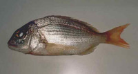 Dentex maroccanus, Morocco dentex: fisheries, gamefish