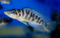 Neolamprologus fasciatus, : aquarium