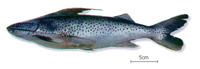Platynematichthys notatus, CoroatÃ¡: fisheries