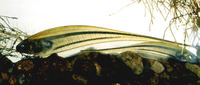 Eigenmannia virescens, Glass knifefish: aquarium