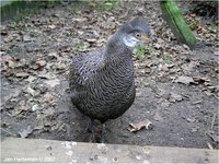Grey Peacock-Pheasant Polyplectron bicalcaratum