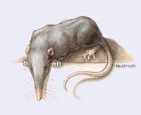 Image of: Nesophontes (nesophontes)