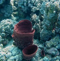 Porifera - sponges