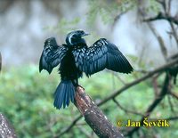Phalacrocorax niger - Little Cormorant