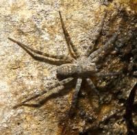 Image of: Lycosidae (wolf spiders)