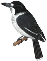 Image of: Cracticus torquatus (grey butcherbird)