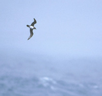 Atlantic Petrel (Pterodroma incerta) photo