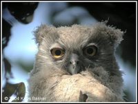 Dusky Eagle-Owl - Bubo coromandus