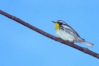 Yellow-throated Warbler - Dendroica dominica