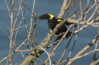 Yellow-winged Blackbird - Agelasticus thilius