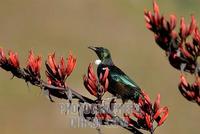 Tui bird ( Prosthemadera novaeseelandiae ) on New Zealand flax ( Phormium tenax ) stock photo