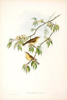Richter after Gould Chiff-chaff (Phyllopneuste rufa)