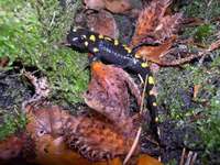 : Salamandra salamandra terrestris; Fire Salamander
