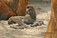 : Camelus bactrianus