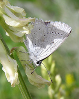 : Everes amyntula; Western Tailed-blue Butterfly