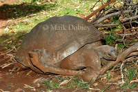 : Dipsochelys dussumieri; Aldabra Giant Tortoise