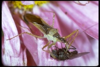 : Zelus socius; Leafhopper Assassin Bug
