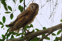 Barn Owl (Tyto alba )
