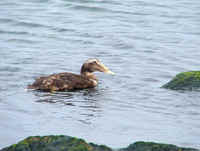 A female Common Eider photographed during