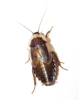 Byrsotria fumigata - Cuban Burrowing Cockroach
