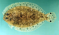 Engyprosopon grandisquama, Largescale flounder: fisheries