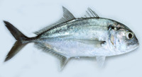 Caranx tille, Tille trevally: fisheries, gamefish