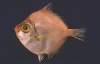 Antigonia combatia, Shortspine boarfish: fisheries