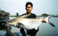 Pangasius sanitwongsei, Giant pangasius: fisheries, aquaculture, aquarium
