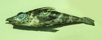 Pagetopsis maculatus, :