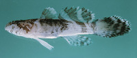 Callogobius plumatus, Feather goby: