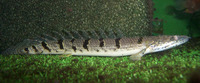Polypterus delhezi, Barred bichir: fisheries, aquarium