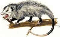 Image of: Didelphis virginiana (Virginia opossum)