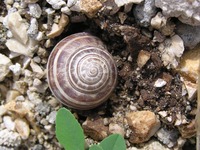 Eobania vermiculata - Chocolate-band Snail