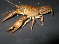 Image of: Orconectes immunis (calico crayfish)