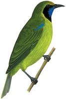 Image of: Chloropsis aurifrons (golden-fronted leafbird)